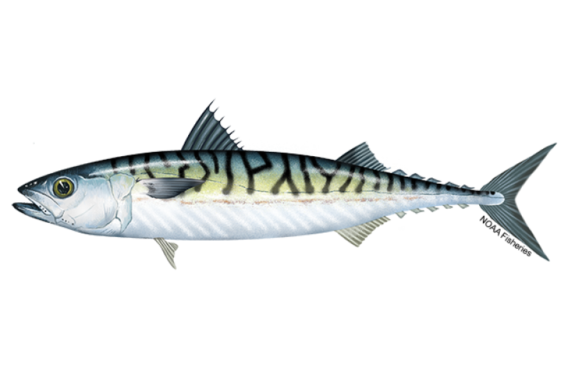 MACKEREL 6