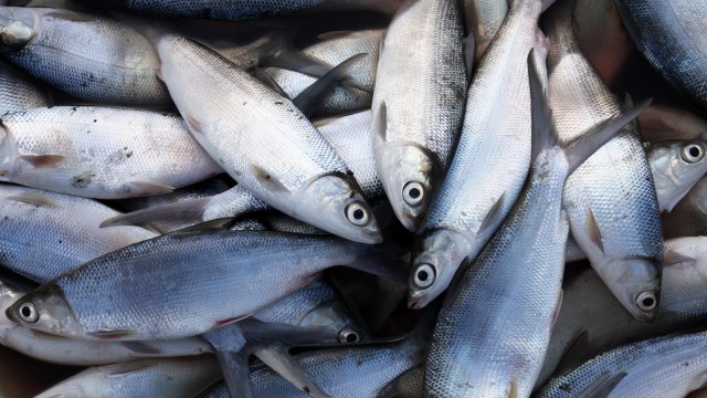 Fishery Commodities
