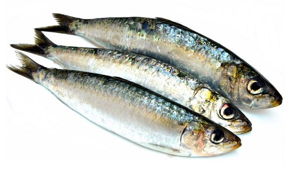 SARDINE 3