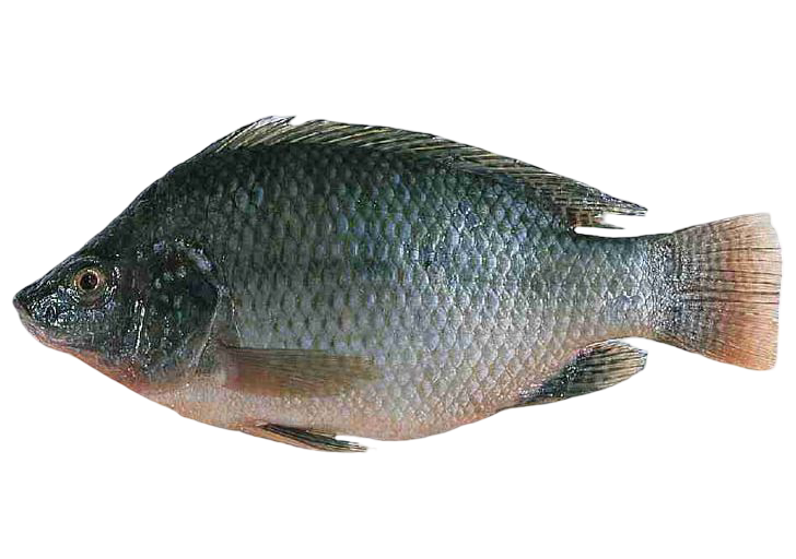 TILAPIA 3